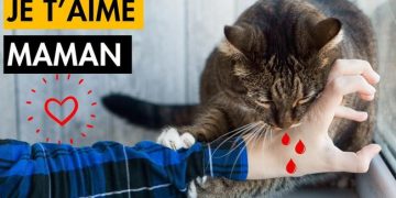 15 signes que votre chat vous considère comme sa maman (signe n°9 SURPRENANT)