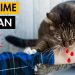 15 signes que votre chat vous considère comme sa maman (signe n°9 SURPRENANT)