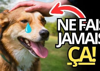 9 choses que votre chien ne pardonnera jamais