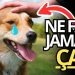 9 choses que votre chien ne pardonnera jamais