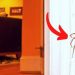 Pourquoi il ne faut jamais tuer les araignées à la maison ?