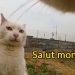 Il met une caméra sur un chat et vous montre le réseau social complexe des chats