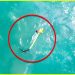 Un drone fait une découverte glaçante au milieu de l’océan par accident !