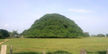 L’arbre le plus grand de Colombie est si large qu’il a développé des piliers pour soutenir ses branches