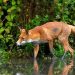 Le renard est loin d’être un nuisible : il nous protège contre la maladie de Lyme