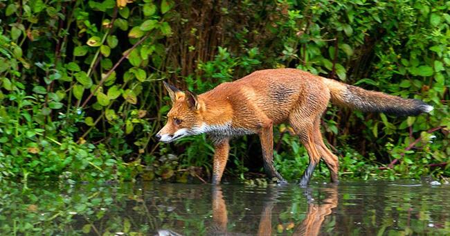 Le renard est loin d’être un nuisible : il nous protège contre la maladie de Lyme