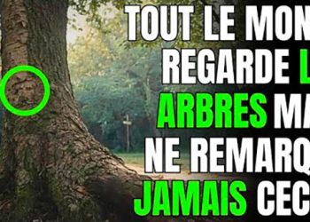 Les arbres parlent ! Lorsque vous passerez près d&rsquo;un arbre, remarquez ces détails…