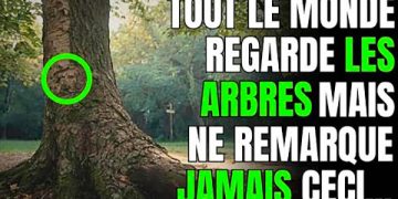 Les arbres parlent ! Lorsque vous passerez près d’un arbre, remarquez ces détails…