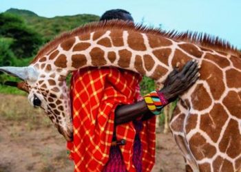 Les girafes s&rsquo;éteignent dans la plus grande indifférence