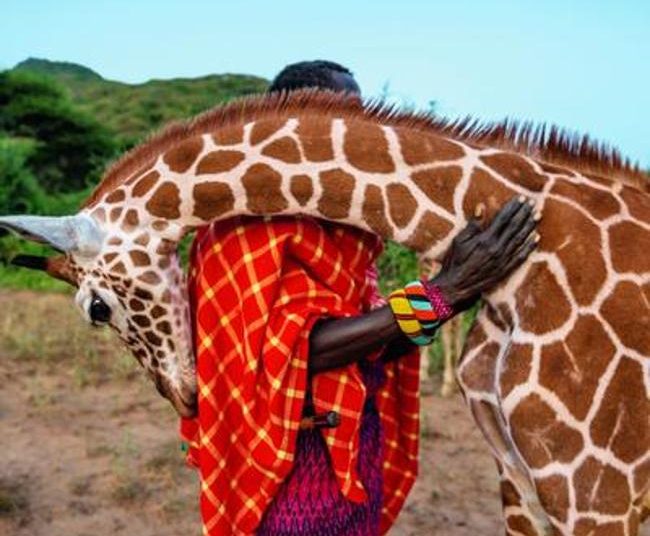 Les girafes s&rsquo;éteignent dans la plus grande indifférence