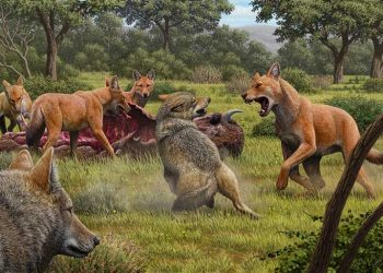 De nouveaux indices génétiques révèlent que les Loups Géants n&rsquo;étaient pas réellement des loups