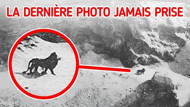 Nos dernières rencontres avec des espèces éteintes