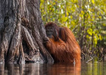 Indonésie : l&rsquo;huile de palme condamne les orangs-outans à l&rsquo;extinction