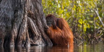 Indonésie : l’huile de palme condamne les orangs-outans à l’extinction