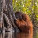 Indonésie : l&rsquo;huile de palme condamne les orangs-outans à l&rsquo;extinction