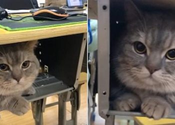 Moment adorable : un chat de compagnie reste tranquillement à l&rsquo;intérieur du bureau de sa maîtresse, une étudiante, après qu&rsquo;elle l&rsquo;a secrètement amené en classe
