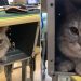 Moment adorable : un chat de compagnie reste tranquillement à l&rsquo;intérieur du bureau de sa maîtresse, une étudiante, après qu&rsquo;elle l&rsquo;a secrètement amené en classe