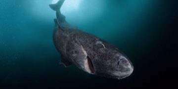 Le requin du Groenland : un géant des mers pouvant vivre jusqu’à 500 ans !