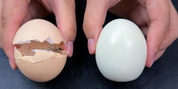 Œufs durs : évitez de les plonger directement dans l&rsquo;eau froide. Voici la méthode correcte pour obtenir des œufs savoureux et conserver tous leurs nutriments. La coquille se retire facilement en une seule fois.
