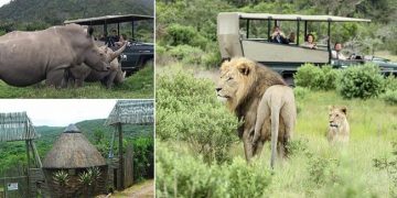 Trois braconniers sont DÉVORÉS par des lions après avoir pénétré dans une réserve naturelle sud-africaine pour abattre des rhinocéros et récupérer leurs cornes