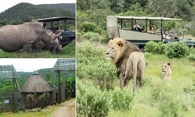 Trois braconniers sont DÉVORÉS par des lions après avoir pénétré dans une réserve naturelle sud-africaine pour abattre des rhinocéros et récupérer leurs cornes