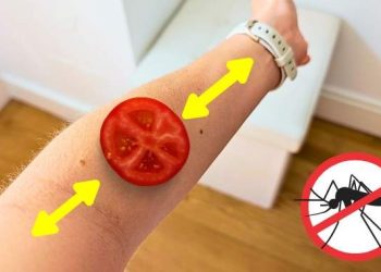 Moustiques : l&rsquo;astuce pour ne plus jamais se faire piquer à l&rsquo;extérieur