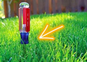 Pourquoi faut-il planter un tournevis dans la pelouse ? L&rsquo;astuce des jardiniers malins.