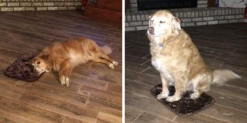 Une femme commande accidentellement un tapis minuscule pour son chien, et le chien fait semblant que tout va bien