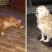Une femme commande accidentellement un tapis minuscule pour son chien, et le chien fait semblant que tout va bien