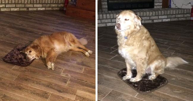 Une femme commande accidentellement un tapis minuscule pour son chien, et le chien fait semblant que tout va bien