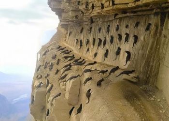 Le Japon a amené des tueurs de serpents sur l&rsquo;île. 25 ans plus tard, tout le monde a été choqué