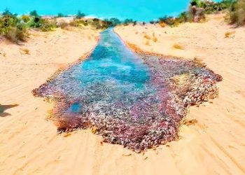 Un moment unique parmi un milliard dans la nature