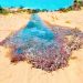 Un moment unique parmi un milliard dans la nature