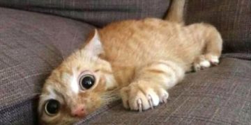 Les 7 animaux les plus intelligents du monde