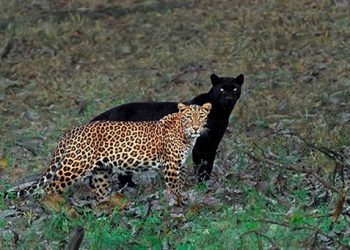Un photographe animalier attend 6 jours pour prendre la photo parfaite d’un léopard et d’une panthère noire