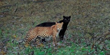 Un photographe animalier attend 6 jours pour prendre la photo parfaite d&rsquo;un léopard et d&rsquo;une panthère noire