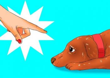 12 choses nocives que vous faites à votre chien sans vous en rendre compte