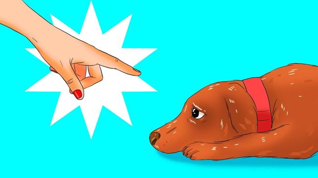 12 choses nocives que vous faites à votre chien sans vous en rendre compte