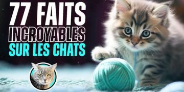 77 faits surprenants sur les chats !!!
