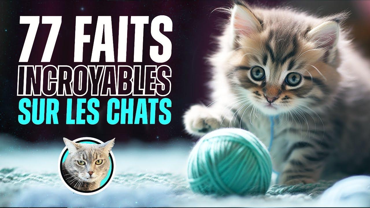 Faits sur les chats : records et anecdotes insolites