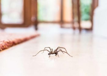 Araignées de maison : pourquoi ne faut-il pas les tuer ?