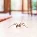 Araignées de maison : pourquoi ne faut-il pas les tuer ?