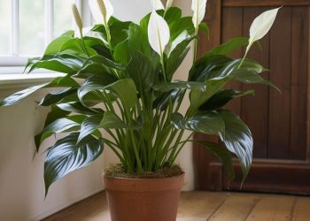 Pouvez-vous deviner quelle est cette plante ? C’est la plante d’intérieur idéale. Voici pourquoi et comment en prendre soin