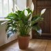 Pouvez-vous deviner quelle est cette plante ? C’est la plante d’intérieur idéale. Voici pourquoi et comment en prendre soin