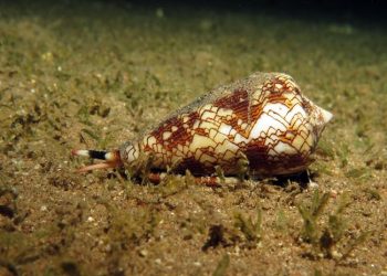 Cet escargot marin d’apparence inoffensive peut tuer un humain