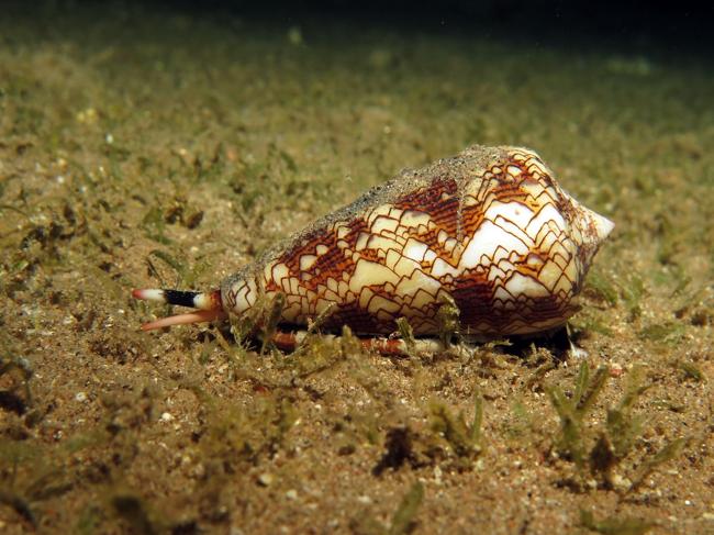 Cet escargot marin d’apparence inoffensive peut tuer un humain