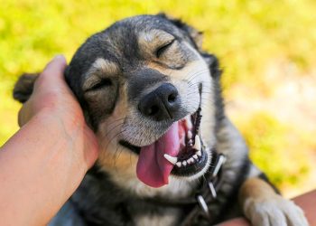 Comment savoir si mon chien est heureux ? 12 signes d&rsquo;un chien heureux
