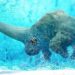 Animaux éteints que les scientifiques sont proches de ressusciter !