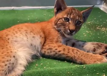 Elle s’arrête sur le bord de la route pour sauver un jeune lynx blessé