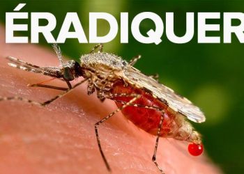 Que se passerait-il si les moustiques disparaissaient ?